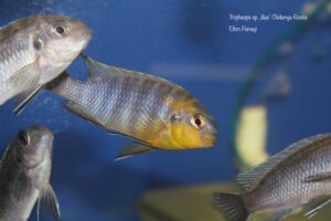 Tropheops sp. 'lilac' Chidunga Rocks